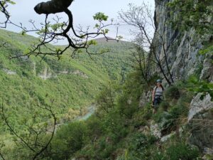 Skubajl jungle